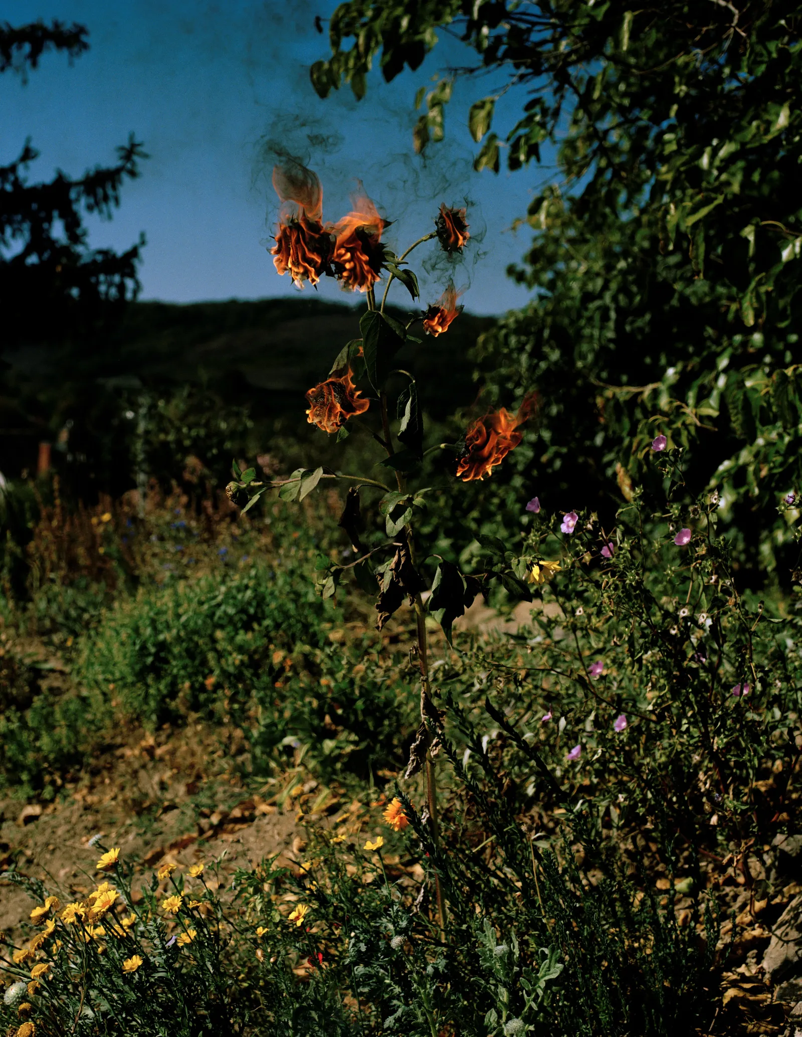Elspeth Diederix Flameflower 2009 Collectie Rijksmuseum Twenthe Aangekocht met een bijdrage uit de Collectieprogrammas van het Mondriaan Fonds