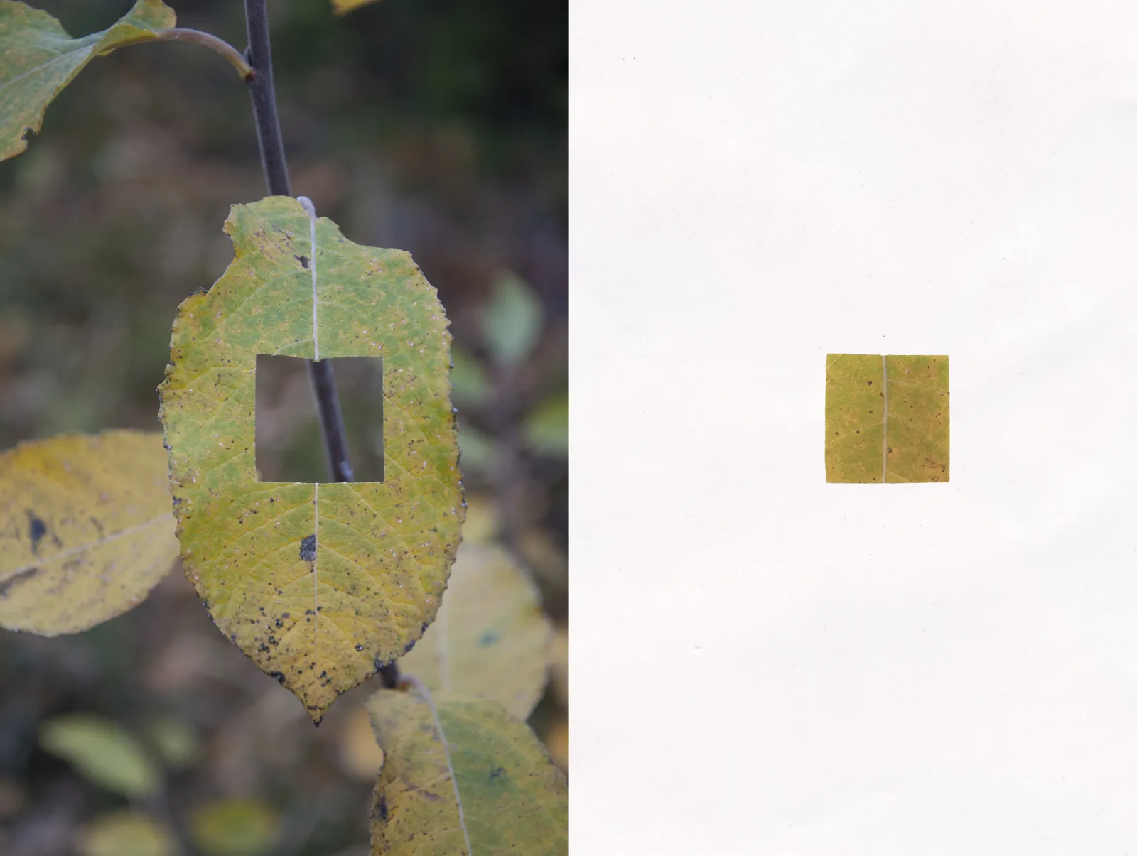 Milah van Zuilen Vierkantje op locatie 2 papier