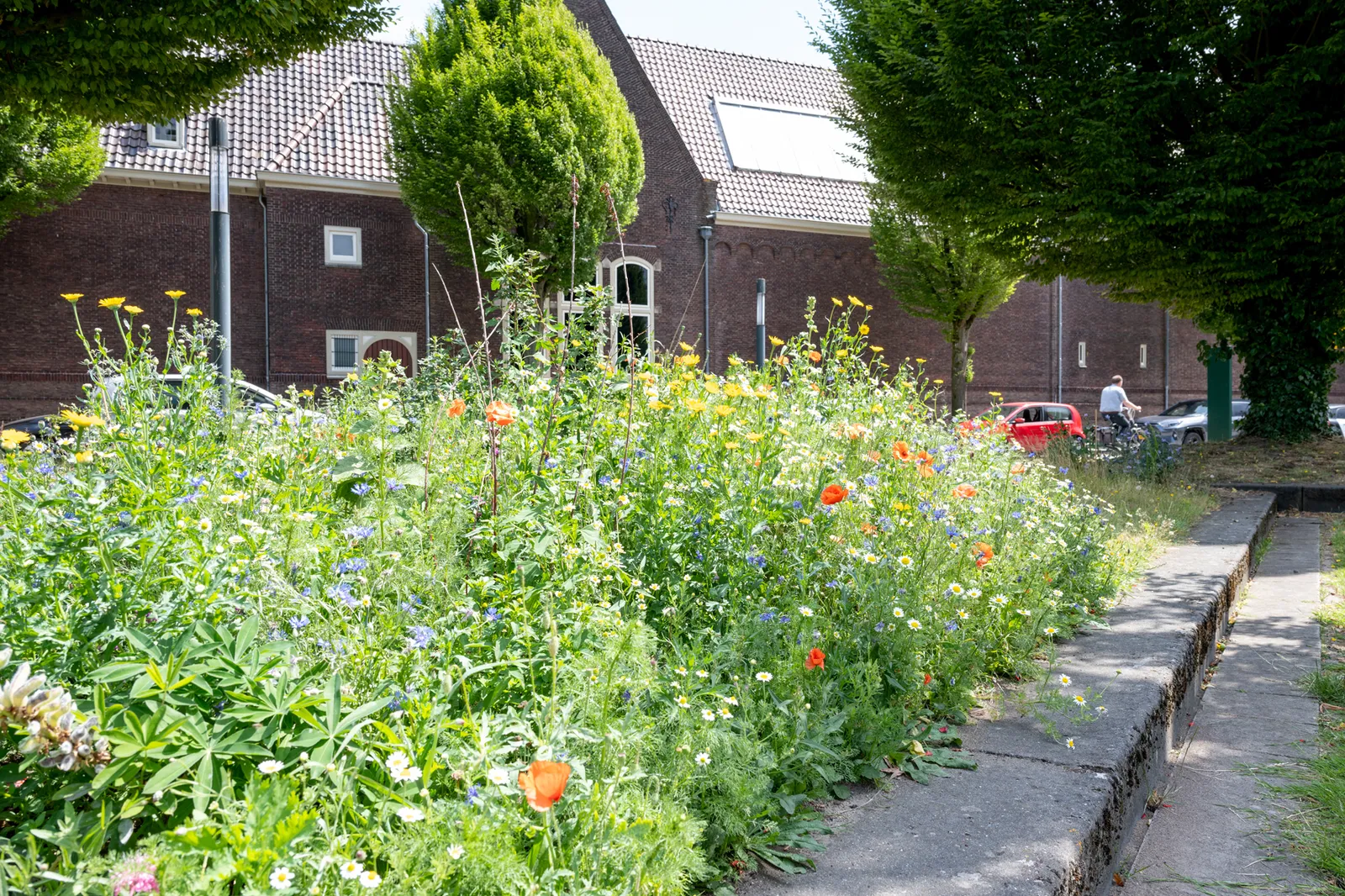 LS 220705 RMT DSC4623 lowres