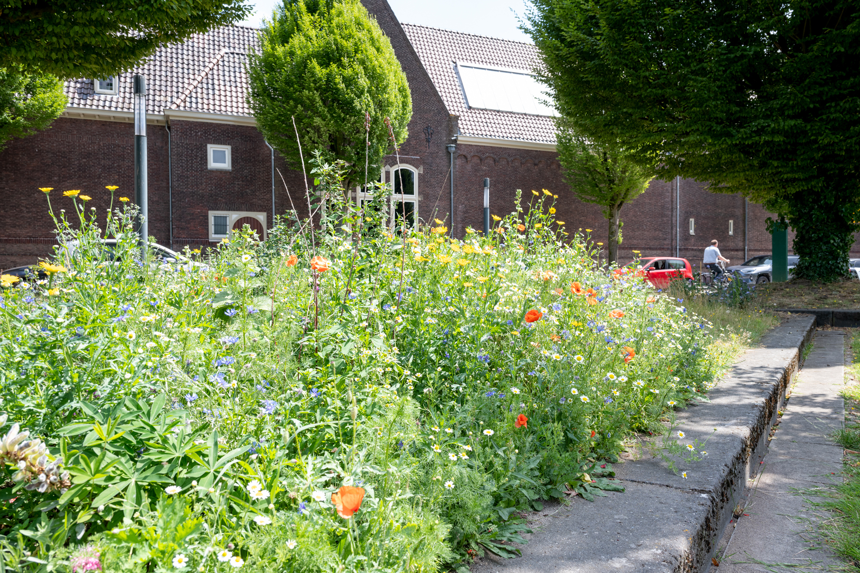 LS 220705 RMT DSC4623 lowres